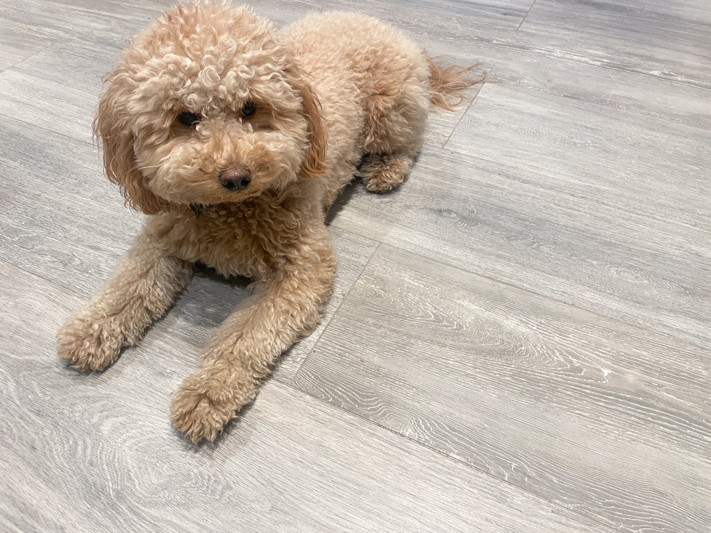 Pets and Flooring